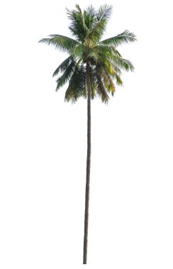 Palm tree clipart