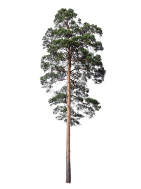 Pine isolated on white clipart