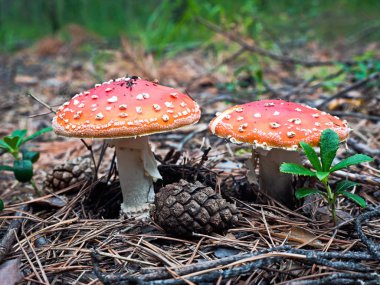 Beautiful mushrooms clipart