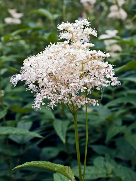 stock image Forest flowers.