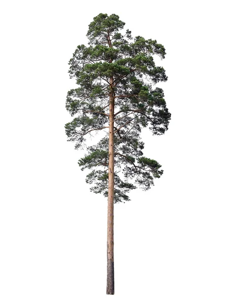 Pine isolerad på vit — Stockfoto