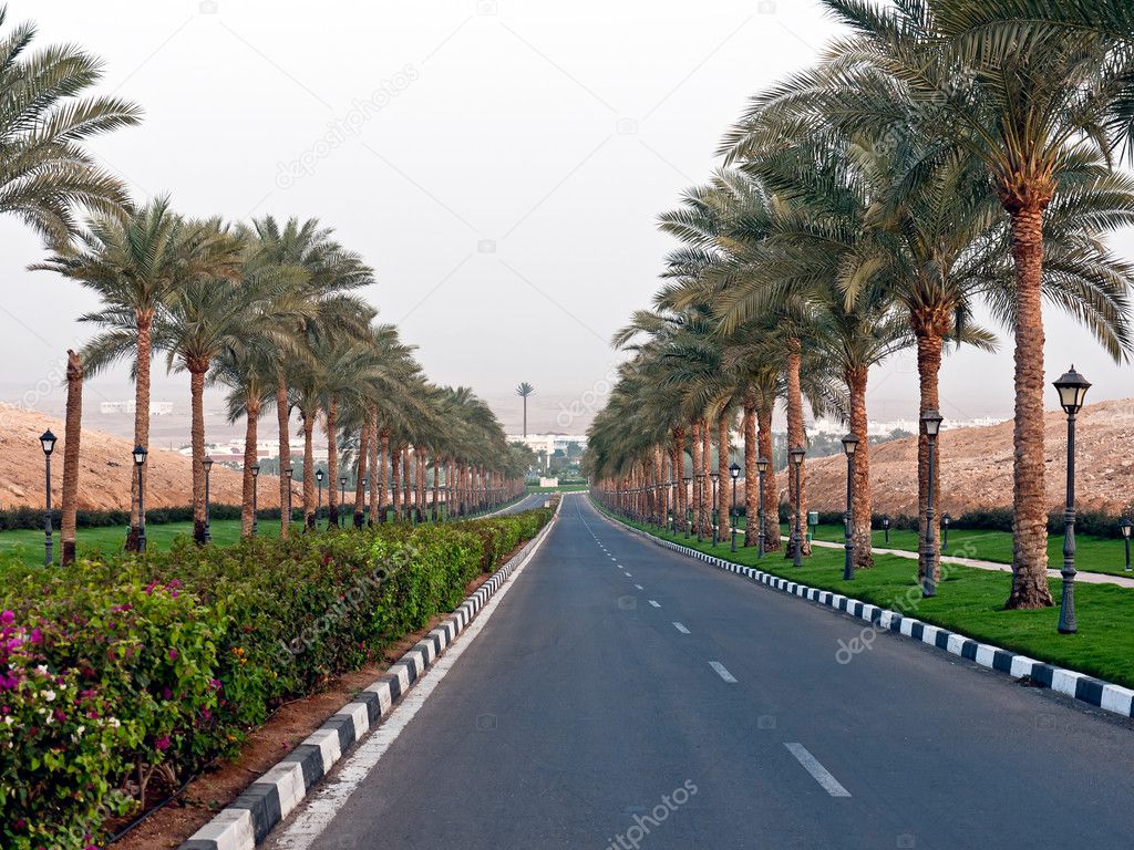 Road and Palm