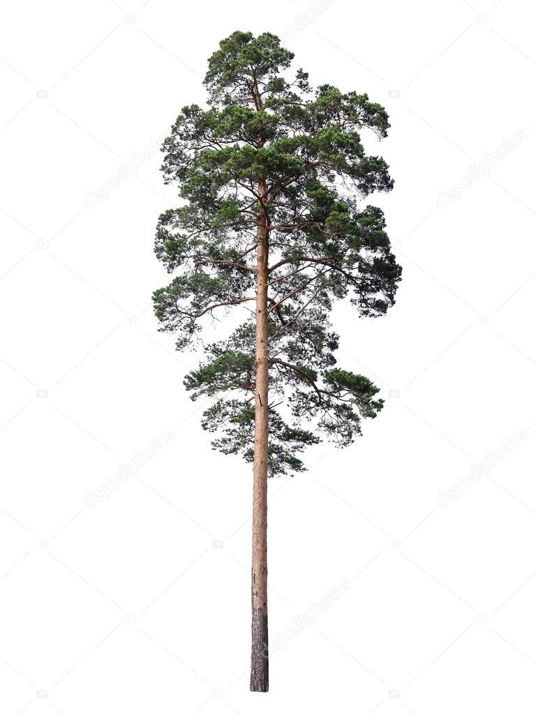 Pine isolated on white