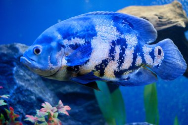 büyük mavi deniz balık aqurium. Sualtı