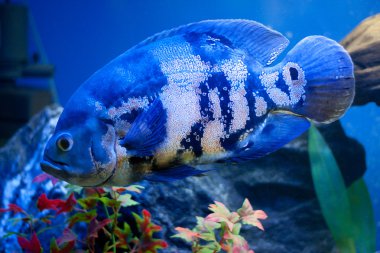 büyük mavi deniz balık aqurium. Sualtı