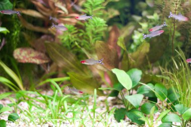 akvaryum bitkileri ile küçük balıkların