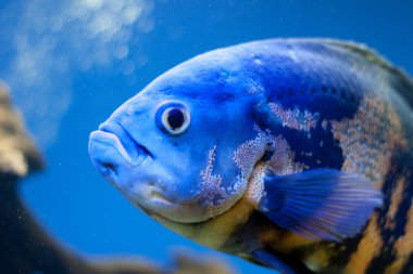 büyük mavi deniz balık aqurium. Sualtı