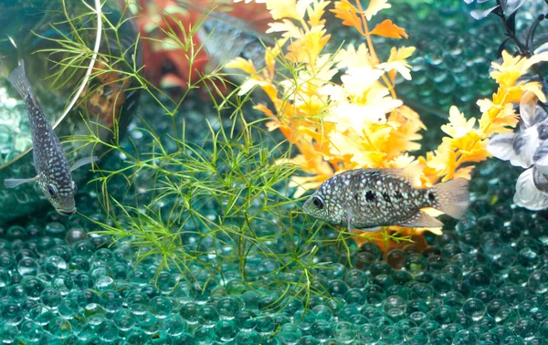 Szürke hal és üveggolyó — Stock Fotó