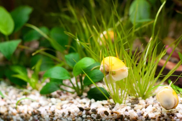 Пустой аквариум с растениями — стоковое фото