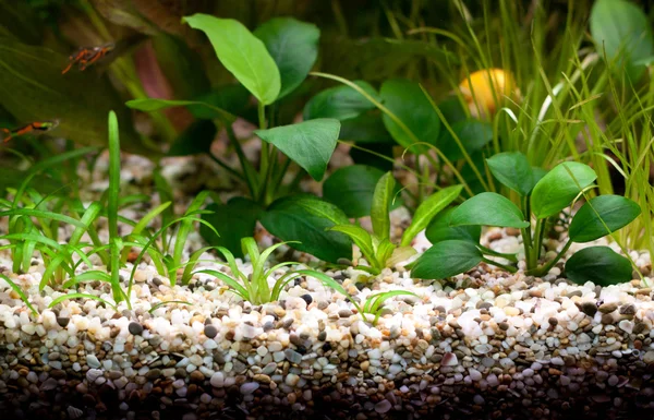 Пустой аквариум с растениями — стоковое фото