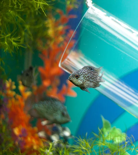 수 중에 유리 파이프 근처 작은 회색 물고기 — 스톡 사진