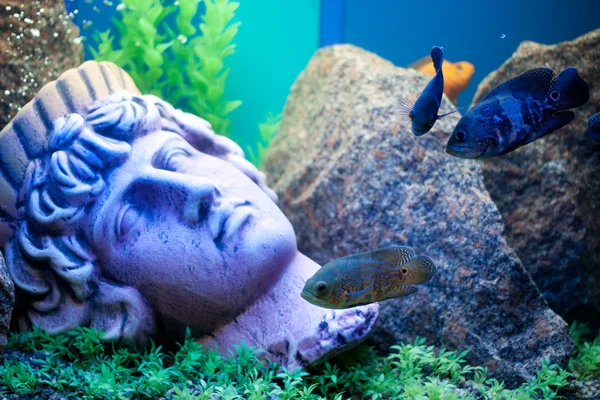 stock image Ancient statue underwater. Fishes near