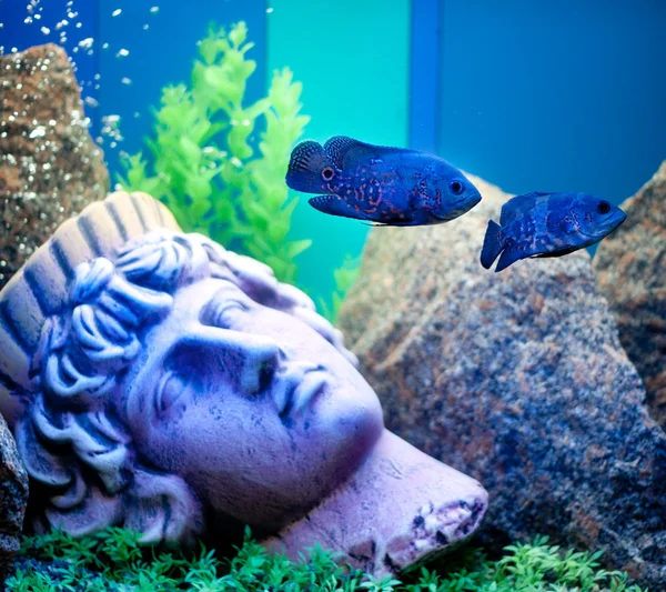 Ancient statue underwater. Fishes near — Stock Photo, Image