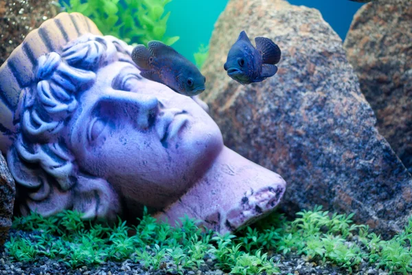 Древняя статуя под водой. Рыбы рядом — стоковое фото