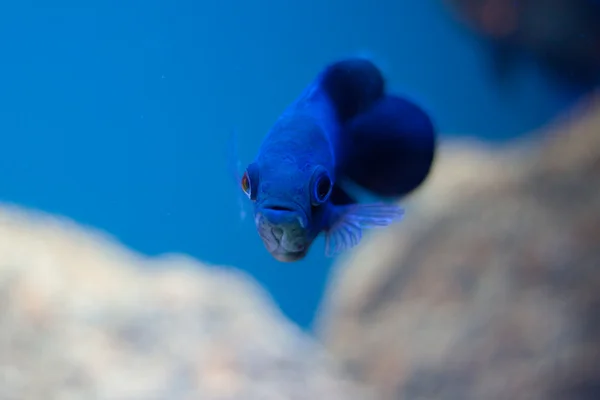 Małe niebieskie ryby — Zdjęcie stockowe