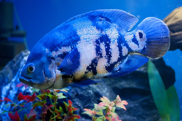 Big blue sea fish in aqurium. Underwater — Stock Photo, Image