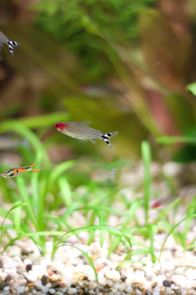 Små fiskar i akvarium med växter — Stockfoto