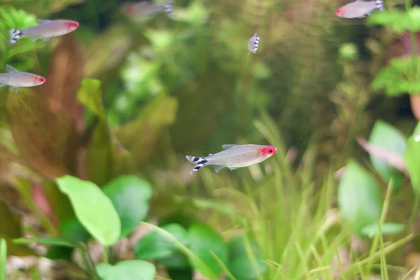 Pequenos peixes em aquário com plantas — Fotografia de Stock