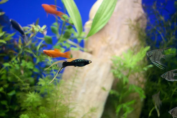 Little fishes in fishtank with plants — Stock Photo, Image