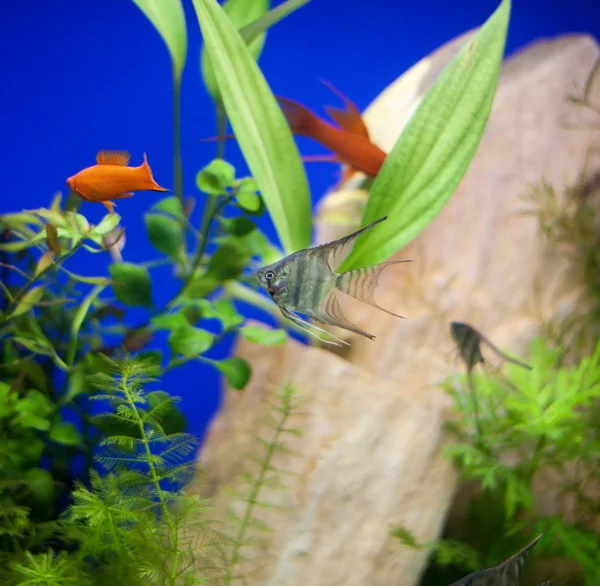 在 fishtank 与植物中的小鱼 — 图库照片