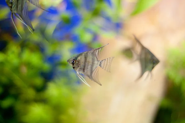 Peixes triangulares no aquário — Fotografia de Stock