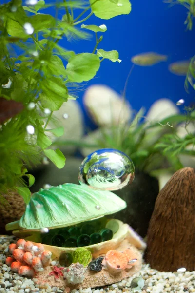 Раковина с пузырьками украшения и аквариум — стоковое фото