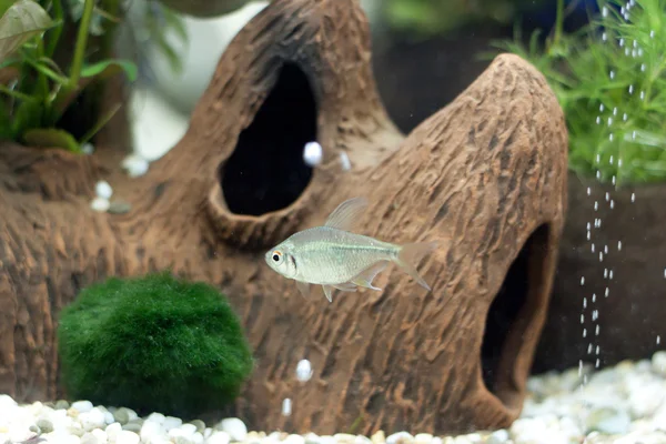 작은 회색 물고기 — 스톡 사진
