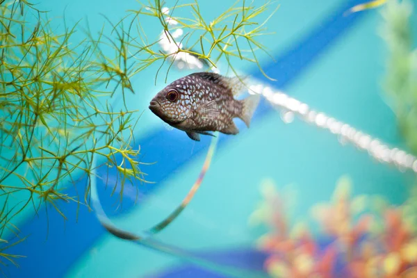 Pequeno peixe cinzento subaquático perto de tubo de vidro — Fotografia de Stock