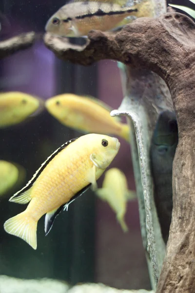 Peixes amarelos e pá na água — Fotografia de Stock