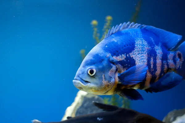 Wielkie morze niebieski ryb w aqurium. podwodne — Zdjęcie stockowe