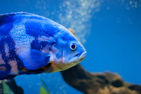 Aqurium에서 큰 푸른 바다 물고기입니다. 수 중 — 스톡 사진