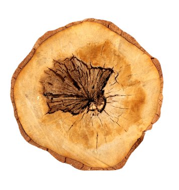 Cut of a log clipart