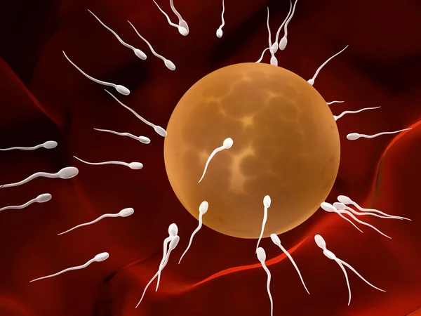 Сперматозооны, плавающие в яйцеклетку — стоковое фото