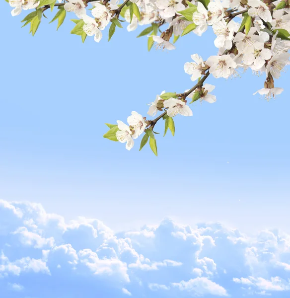 Flowers of cherry — Stock Photo, Image