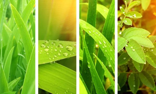 Nature banners — Stock Photo, Image