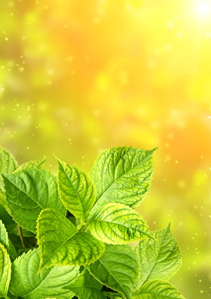 한 수 국 잎 — 스톡 사진