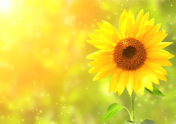 Girasole — Foto Stock