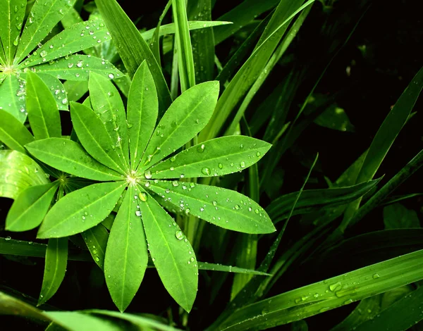 Падіння дощу на листках — стокове фото