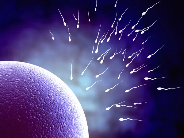 Spermatozoonen, die zum Eierstock schweben — Stockfoto