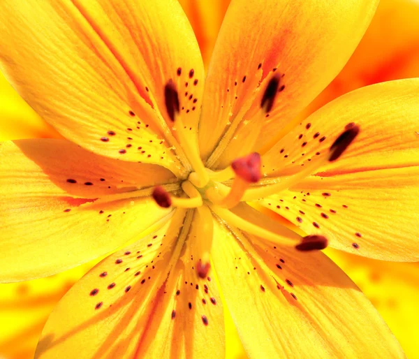 Lírio amarelo brilhante — Fotografia de Stock