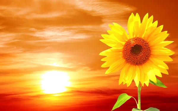Sonnenblume und Sonnenuntergang — Stockfoto