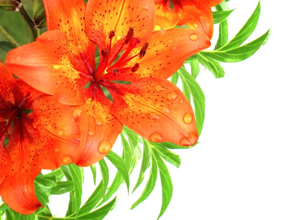 Bouquet con gigli rossi — Foto Stock