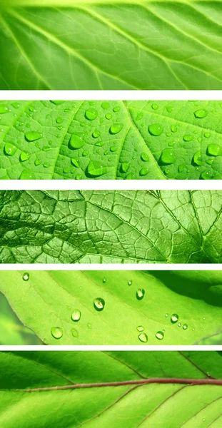 Collection of banners with green leaf texture — Stock Photo, Image