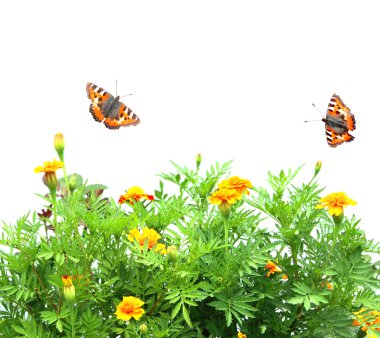 Flowers Tagetes patula and butterflys clipart