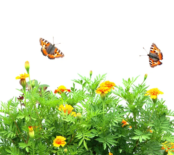 Flores Tagetes patula e borboletas — Fotografia de Stock