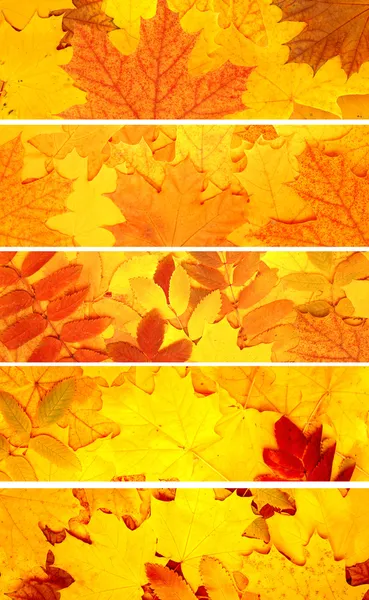 Набор баннеров с осенними листьями — стоковое фото