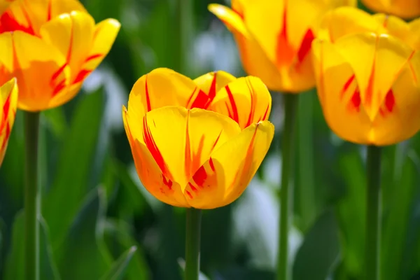 stock image Yellow tulip