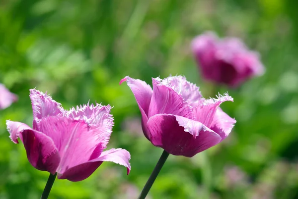 Stock image Red tulip