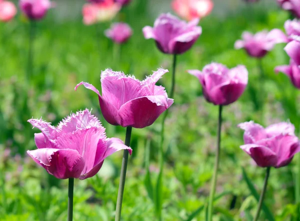 stock image Red tulip