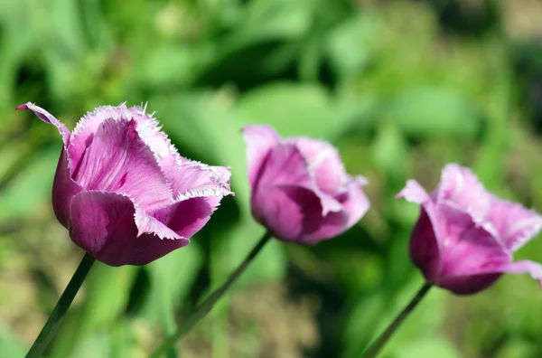 stock image Red tulip